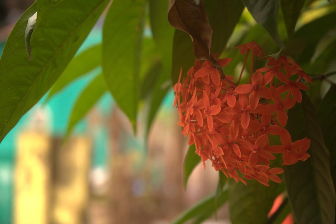أرامبول Namahstay Eco Hostel & Coworking & Art Community Space المظهر الخارجي الصورة